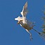 thumbs/IMG_6775.jpg